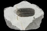 Adrisiops Weugi Trilobite - Recently Described Phacopid #115228-2